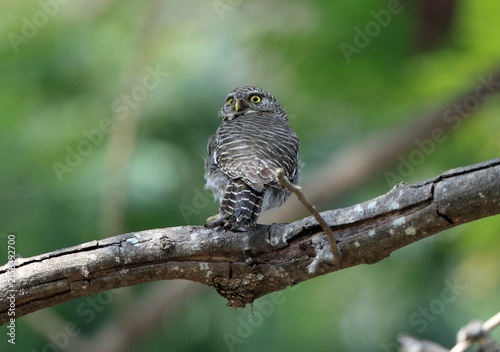 Photography Asian barred owlet (Glaucidium cuculoides cuculoides), also known as the cuckoo owlet, is a species of pygmy owl