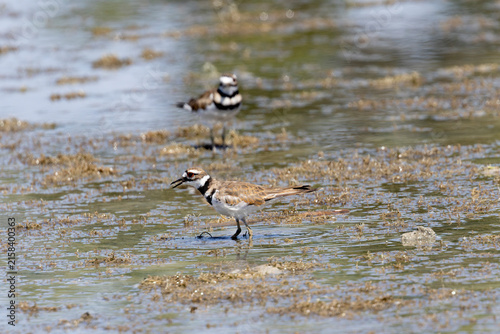 Canvastavla Killdeer
