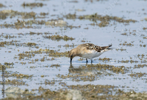 Killdeer
