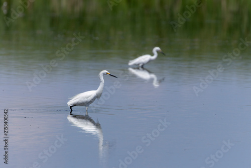 Snowy Egret