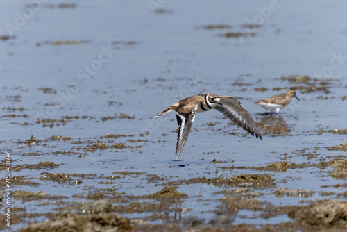 Killdeer