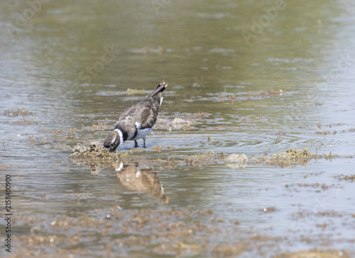 Killdeer