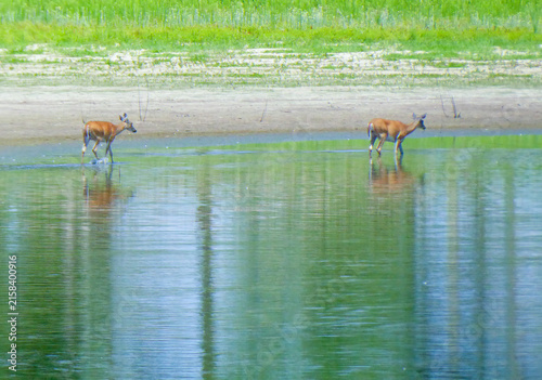 Deer at Watering Hole