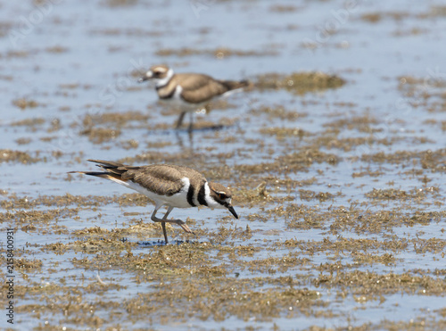 Killdeer