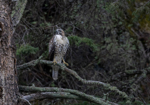 Red-tailed Hawk