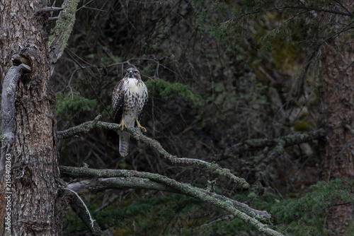 Red-tailed Hawk