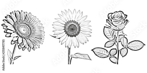 Konstfotografi Detailed floral trio including gerbera sunflower and rose illustrations isolated
