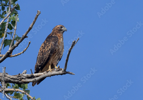 Red-tailed Hawk