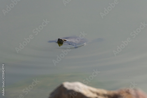 Turtle Swimming
