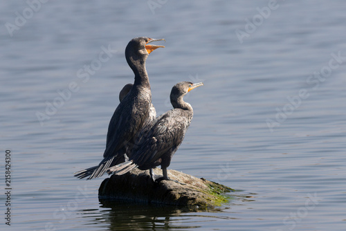 Double-crested Cormorants
