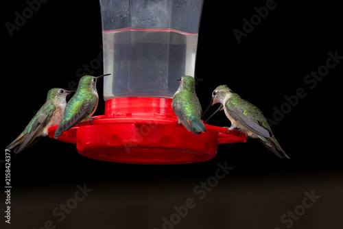 Hummingbirds