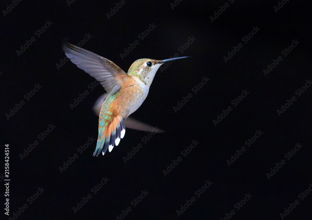 Naklejka premium Hummingbirds