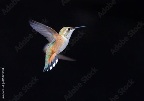 Hummingbirds