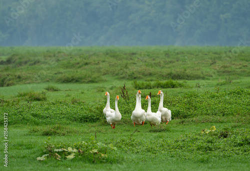 White Geese Walking Across Green Riverside Grassland in Pengan County, Sichuan, China