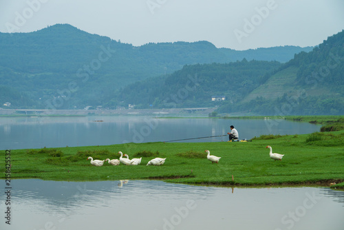 Fisherman and White Geese on Riverside Grassland in Pengan County, Sichuan, China