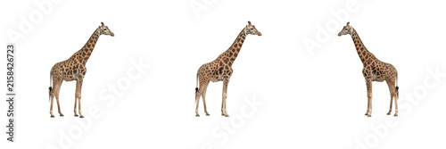 Canvas Print Wild adult giraffes set featuring tall African mammals with long necks and spott
