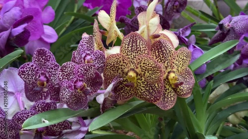 Beautiful blooming purple and yellow spotted vanda orchids