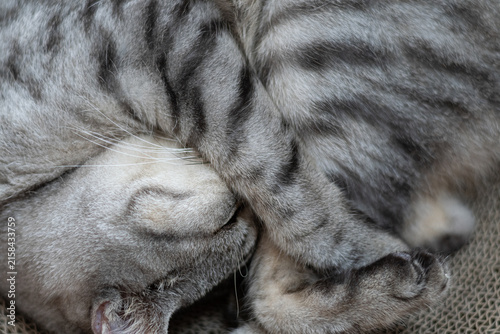 Plakat 窓辺で眠る可愛い猫 サバトラ猫 