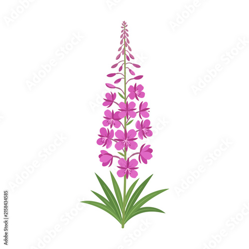 Fireweed flower plant isolated on white background
