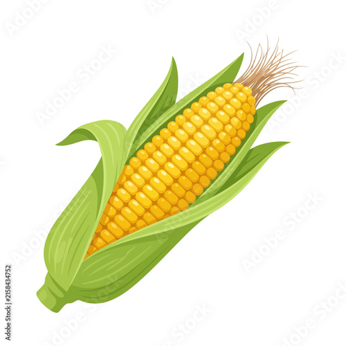 Fresh corn on the cob with green husks