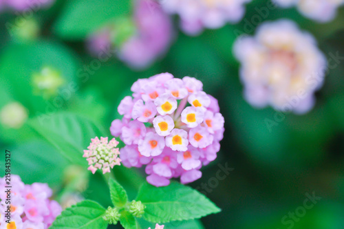 Фотография Lantana camara L, Cloth of gold or Hedge flower or Lantana or Weeping lantana or