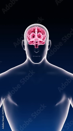 Human Brain in Body Xray