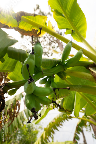banana tree in the garden
