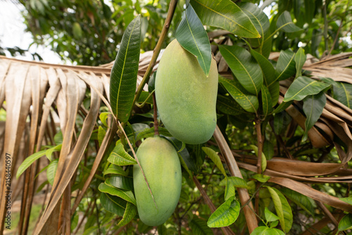 Mangoes Growing on a Tree