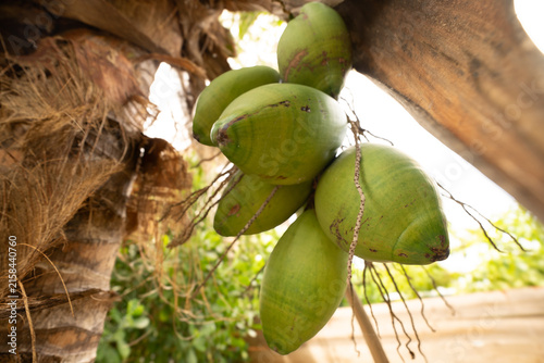 coconuts on tree