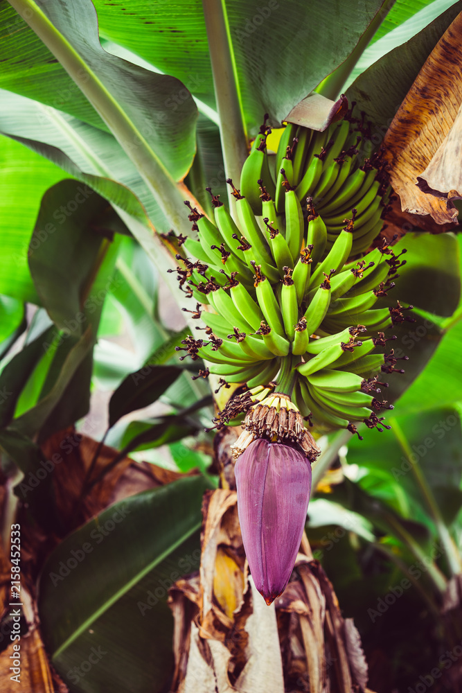 Obraz premium Banana fruits hanging from the palm. Trekking route in Paul valley. Santo Antao, Cape Verde
