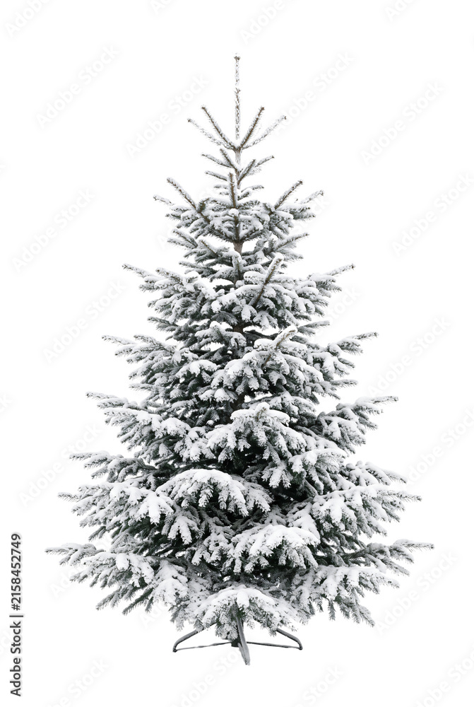 Fototapeta premium Flocked pine Christmas tree covered in heavy white snow
