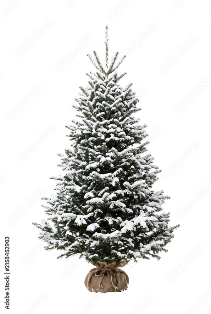 Fototapeta premium Snowy pine Christmas tree wrapped in burlap sack