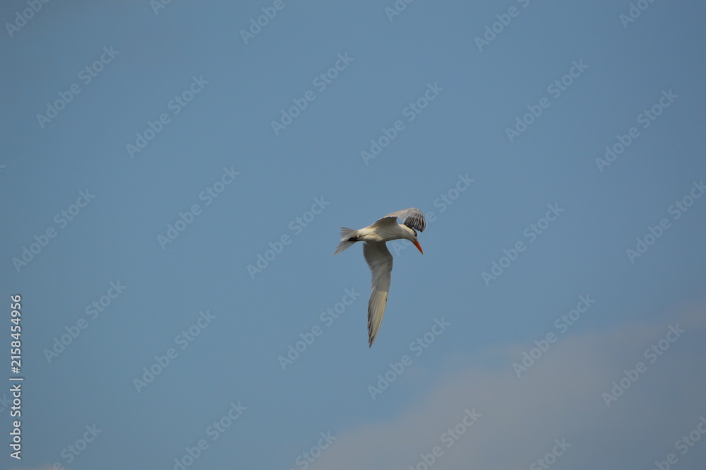 Obraz premium Florida Wildlife Banded Royal Tern flying