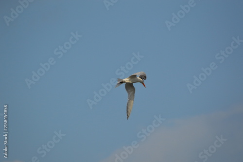 Florida Wildlife banded Royal Tern flying
