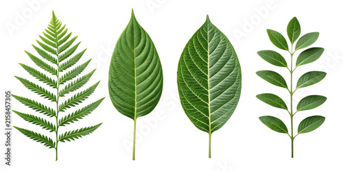 Collection of various green leaves isolated on transparent background