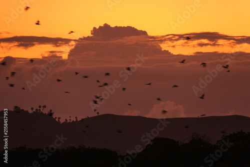 Obraz na plátně Sunset over Komodo Island, Indonesia: Bats fluttering in the sky.