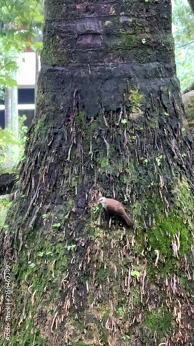 Malaysia, Kuala Lumpur 15.08.2026 - A walk in the park, watching birds, animals in the park, a magpie hopping, a crow eating from a trash bin, peaceful birds in the city street