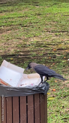 Malaysia, Kuala Lumpur 15.08.2026 - A walk in the park, watching birds, animals in the park, a magpie hopping, a crow eating from a trash bin, peaceful birds in the city street