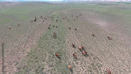 Aerial cattle grazing across arid steppe plain treeless rangeland dry soil textures.