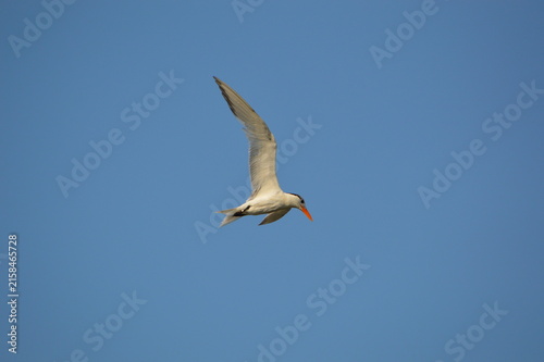 Florida Wildlife Royal Tern Soaring