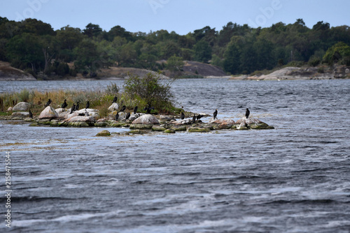 A group of great cormorant birds, Phalacrocorax carbo, drying their wings on a rocky island formation in the sea, with trees in the background. Taken in august in Almö natural reserve, Sweden.	