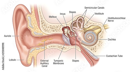 Human Ear Anatomy Diagram with Medical Labels for Education