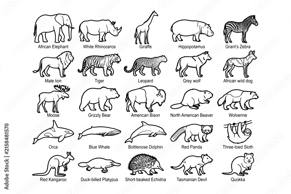Naklejka premium A collection of hand-drawn black and white illustrations depict various wild animals from different continents, showcasing their unique features and species.