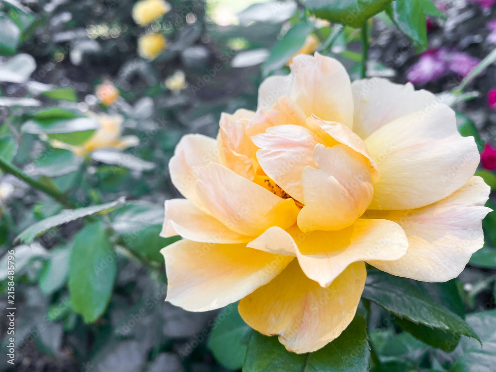 Fototapeta premium Close-up of a beautiful peach-colored rose in full bloom with soft petals and green leaves