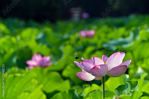クマバチが飛び回っているハスの花