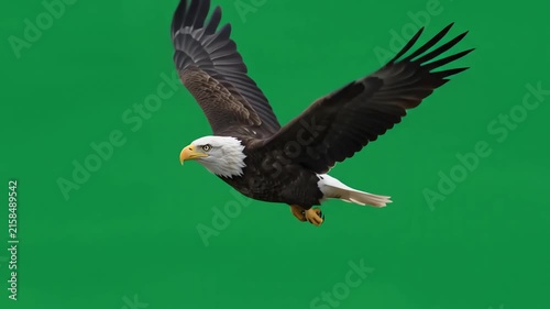 Majestic bald eagle soaring and flapping wings against a solid chroma key green screen background for video compositing