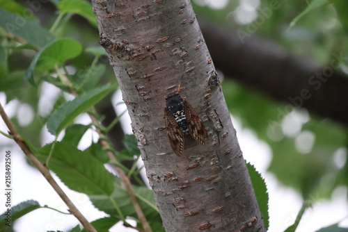Foto A cicada on tree