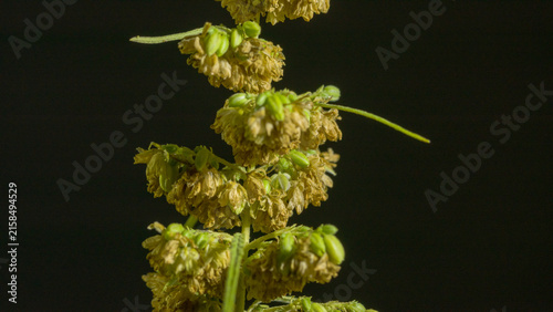 Obraz na płótnie The male hemp flowers are in full bloom and are released to the female plant for fertilization