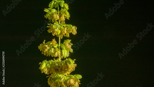 Quadro su tela The male hemp flowers are in full bloom and are released to the female plant for fertilization