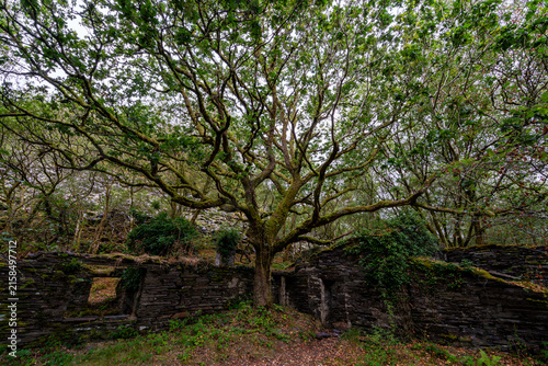 Фотография Moss covered stone building derelict ruins surrounded by woodland trees at Dorot